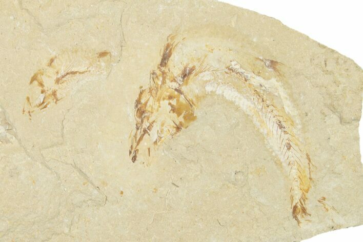 Two Cretaceous Fossil Fish - Lebanon #258852